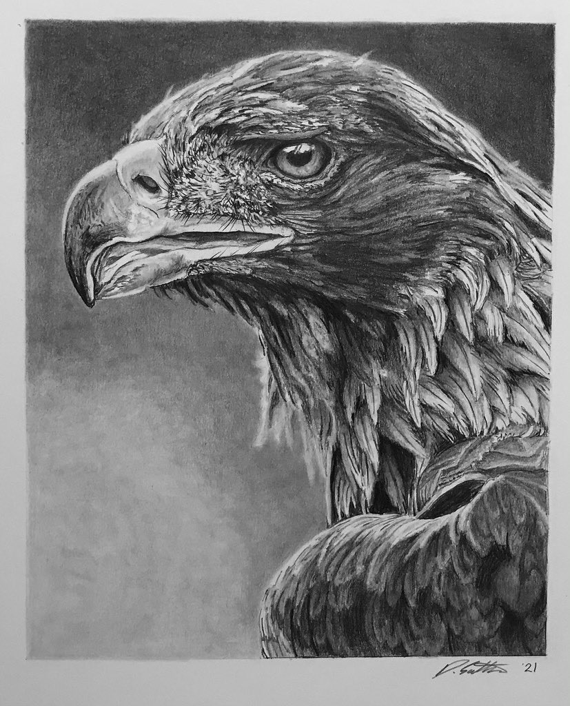 animal animal_focus bird border commentary dated david_salter eagle english_commentary graphite_(medium) greyscale monochrome no_humans photo-referenced photorealistic realistic signature traditional_media white_border