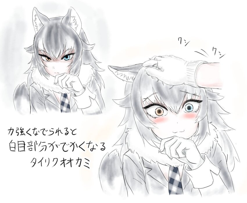 1girl :3 animal_ears black_hair blue_eyes blush fur_collar gloves grey_wolf_(kemono_friends) heterochromia highres kemono_friends long_hair long_sleeves looking_at_viewer multicolored_hair necktie padlockbox petting plaid_clothes plaid_necktie smile two-tone_hair white_hair wolf_ears wolf_girl yellow_eyes