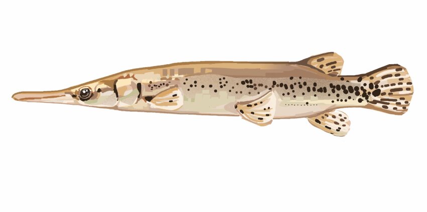 animal_focus commentary english_commentary fish from_side gar_(fish) highres junbuug no_humans original painterly simple_background white_background