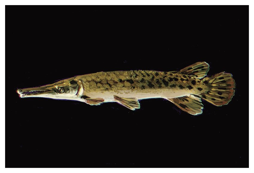 absurdres animal animal_focus black_background border fish from_side gar_(fish) highres no_humans original painterly simple_background twulfs white_border