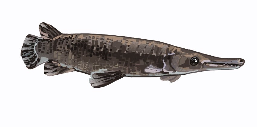 animal_focus commentary english_commentary fish from_side gar_(fish) highres junbuug no_humans original painterly simple_background white_background